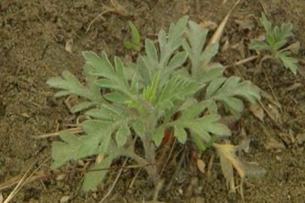 L'ambroisie, une plante envahissante qui prolifère en Petite Camargue.