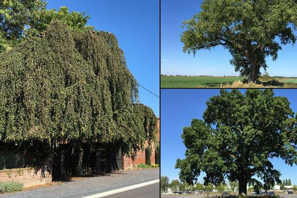 2 hêtres-pleureurs, 1 chêne et 1 peuplier : 4 arbres remarquables de France.