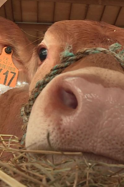 Vache limousine exposée au Festival de Brive-la-Gaillarde.