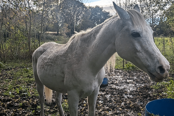 Un des nombreux chevaux dont le collectif a constaté le mauvais état sur la propriété.