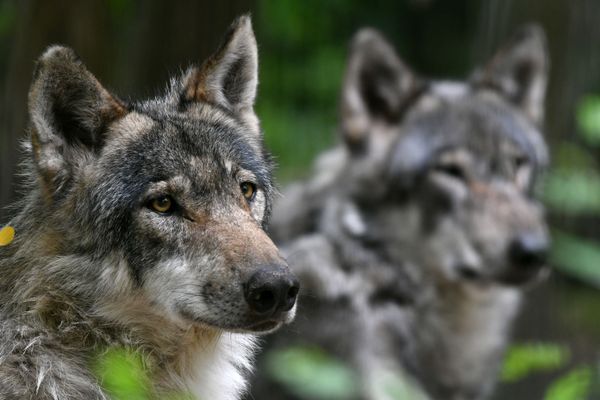 Le nombre de tirs d'abattage de loups pourrait se maintenir en 2021.