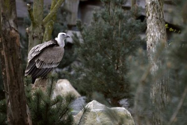 Les vautours ne sont-ils vraiment attirés que par les animaux malades ou morts ?