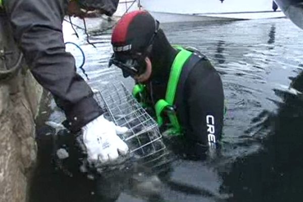 Comme Mèze, Port-Vendres, Le Barcarès , Vendres et Le Cap-d'Agde devraient s'équiper de ces cages-maison pour poissons juvéniles 