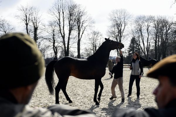 Plus de 60 chevaux étaient présents au Haras des Princes Noirs, parmi lesquels 7 poulains étaient dans un état de santé préoccupant.