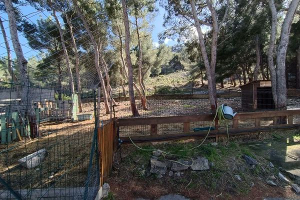 Des chèvres et des moutons ont été attaqués dans une maison de retraite dans le 9e arrondissment de Marseille dans une probable attaque de loups.