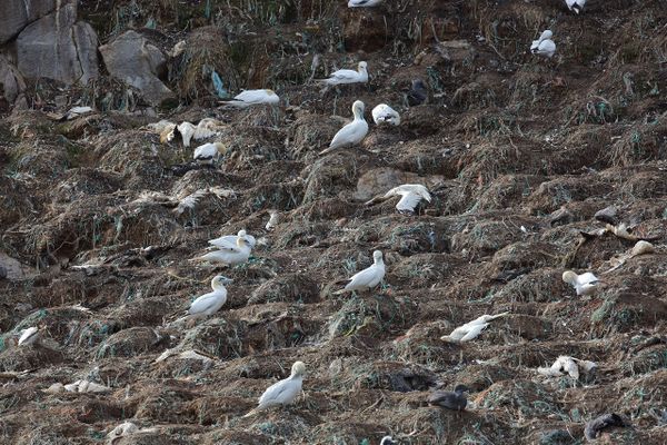 Les cadavres de Fous de Bassan se comptaient par centaines, durant l'été 2022, dans la réserve naturelle des Sept-Iles, dans les Côtes d'Armor