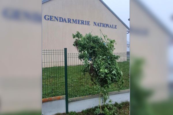 Des pieds de cannabis ont été découverts accrochés au grillage de la gendramerie à Cérilly (Allier).