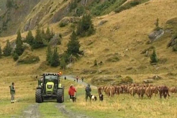 Cette année, les troupeaux sont restés 108 jours en alpage.