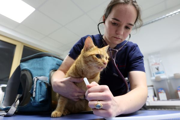 L’Anses, a confirmé fin 2022 la contamination d’un chat par le virus de l’influenza aviaire, H5N1.