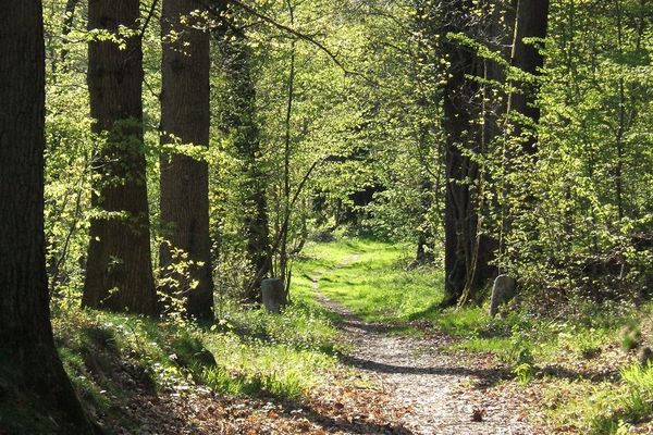 Une forêt dans les Yvelines