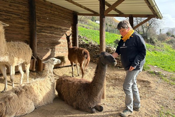 Laurence Marandola et ses lamas sur sa ferme d'Auzat en Ariège