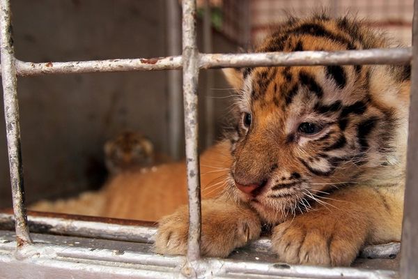 un bébé tigre au cirque Lydia Zavatta à Roubaix fin juillet 2013