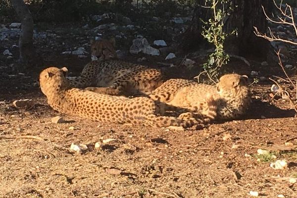 Les guépards du zoo du Lunaret à Montpellier ont été gâtés le 25 décembre, à l'occasion des fêtes de fin d'année.