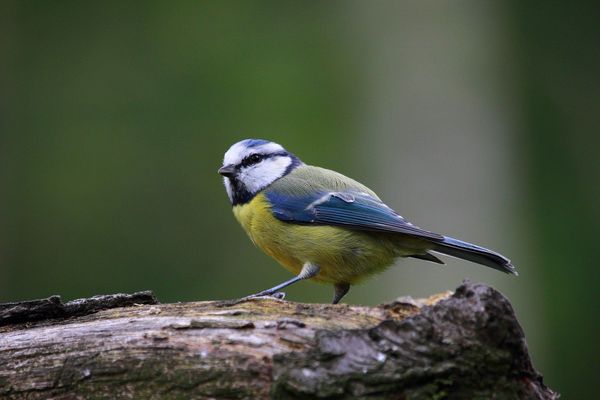 Mésange Bleue