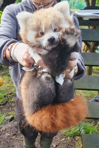 L'un des pandas roux nés fin juin au parc animalier "Les terres de Nataé"