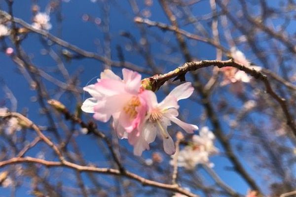 Les premières fleurs de cerisiers