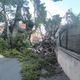 À la suite de vents violents, un arbre a été déraciné chemin de la colline Saint Joseph à La Ciotat