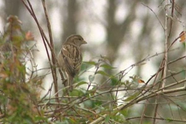 Une mésange peut perdre jusqu'à 10% de son poids en une nuit