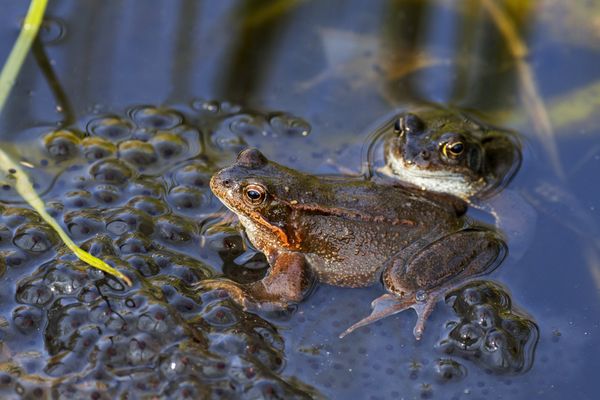 Les grenouilles coassent en période de reproduction, d'avril à août. Photo d'illustration