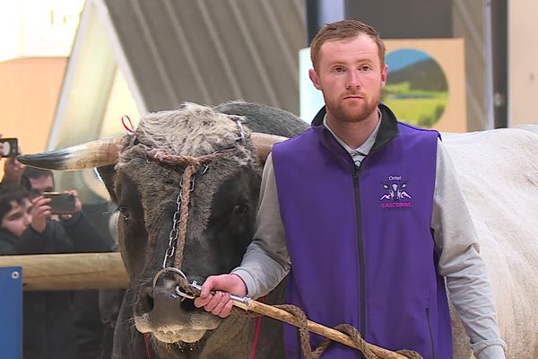 Mars és el primer toro català guardonat a la Fira Agrícola de París.