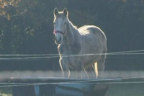 Un cheval accueilli au refuge de l'APAC sur l'Île d'Oléron