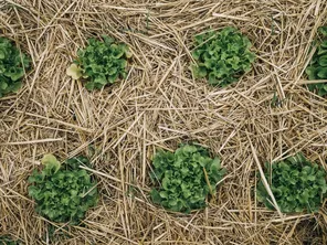 Des salades protégés par du paillage pour résister aux fortes chaleurs qui touchent les jardins en été.