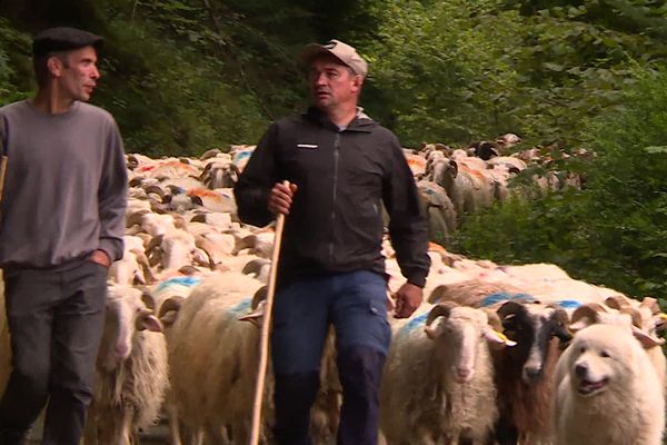 Quinze jours en avance à cause des intempéries en Béarn, les bergers de la Vallées d'Aspe ont préféré anticiper la transhumance de leurs brebis.