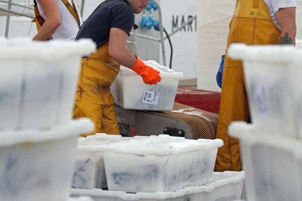 Débarquement du poisson au port de Keroman