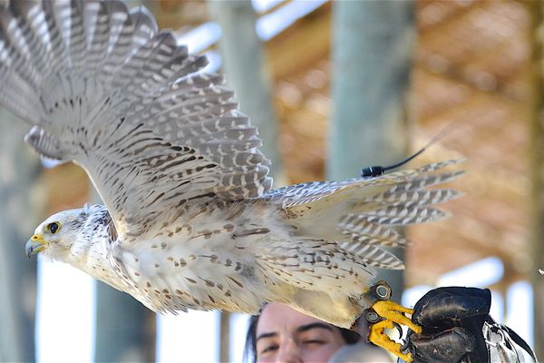 L'association de protection des animaux PAZ dénonce la tenue d'un spectacle de rapaces à Cébazat, près de Clermont-Ferrand. Photo d'illustration.