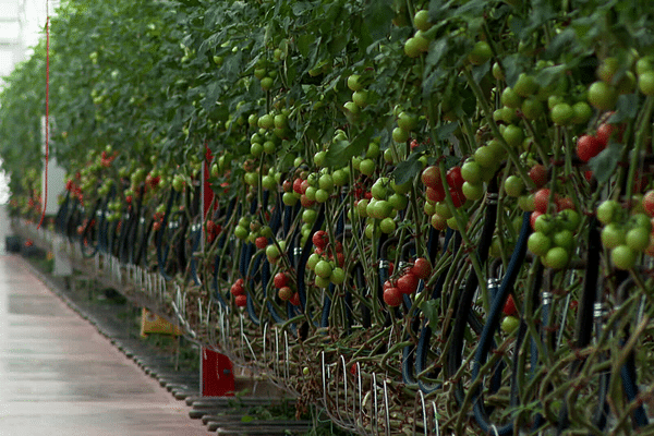 Le pari : installer 4 ha de pieds de tomate, alimentés en eau chaude