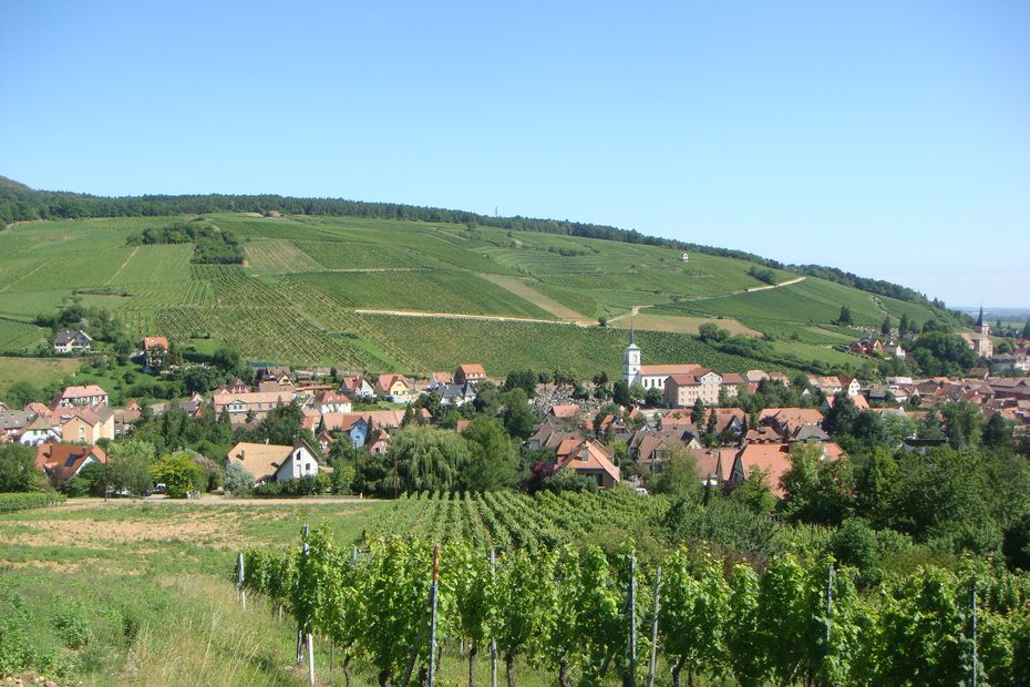 Viticulture. Deux pinots noirs obtiennent l'appellation Grand Cru, une première en Alsace