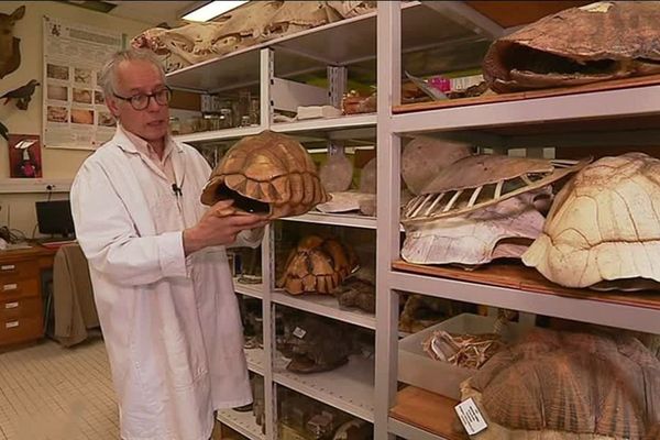 Le professeur Daniel Petit est conscient de la valeur d'une telle collection de zoologie, un fonds enrichi grâce à des dons de particuliers.

