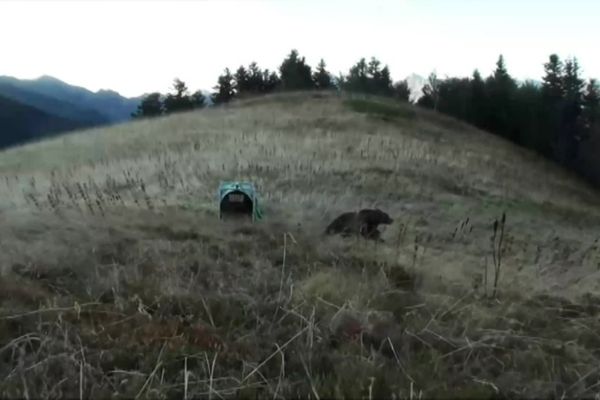 En octobre 2018, deux ourses slovènes étaient lâchées dans les montagnes béarnaises, via cette cage héliportée.