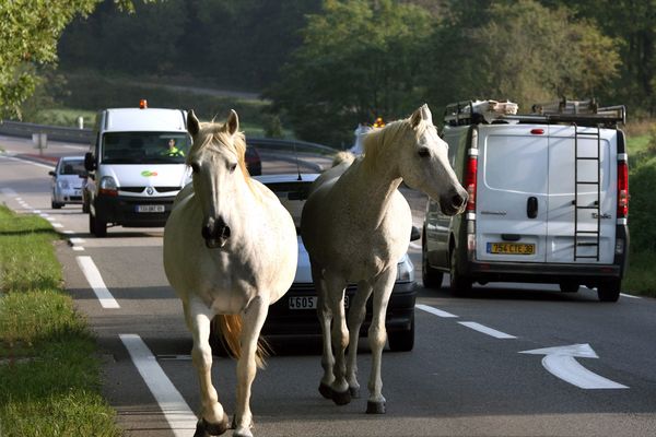 Trois chevaux se sont retrouvés à galoper sous le tunnel de la Grand-Mare à Rouen (image d'illustration)