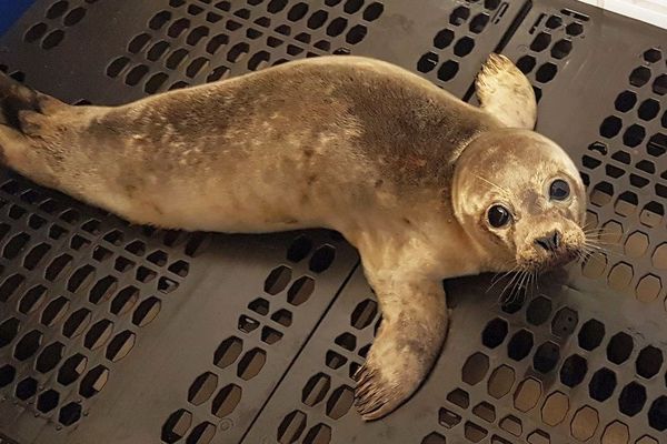 Les animaux doivent retrouver la forme avant d'être relachés