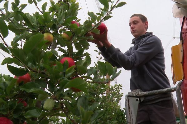 Dans ce verger du Maine-et-Loire, les pommes sont scrutées dans le détail. Le temps humide les fait mûrir moins rapidement, au risque de les faire éclater.