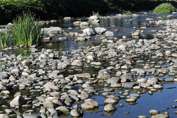 La Fecht dans le Haut-Rhin, comme de nombreuses rivières en Alsace, a vu son débit baisser drastiquement