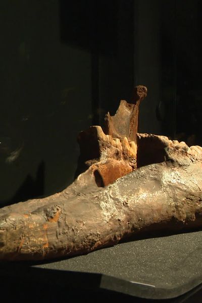Une machoire d'éléphant de plusieurs millions d'années exposé au MOBE d'Orléans