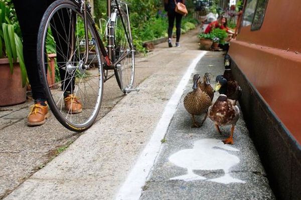 Canards, merci de rester dans votre voie !