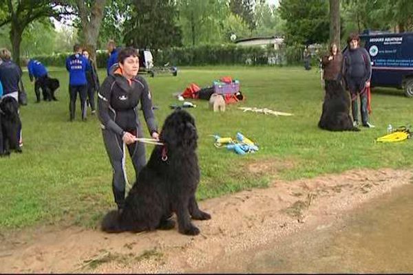 Le Terre-neuve, un chien sauveteur en mer.