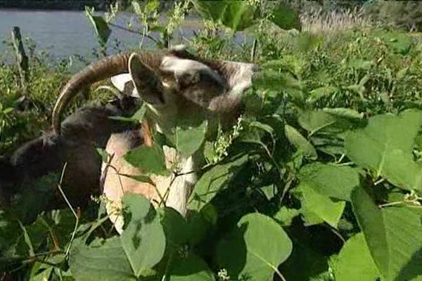 A côté de l'étang du Pacage à la Roche-Noire (63) un troupeau de chèvres lutte contre les plantes invasives, comme la renouée du Japon, et maintient la biodiversité de cet espace naturel sensible.