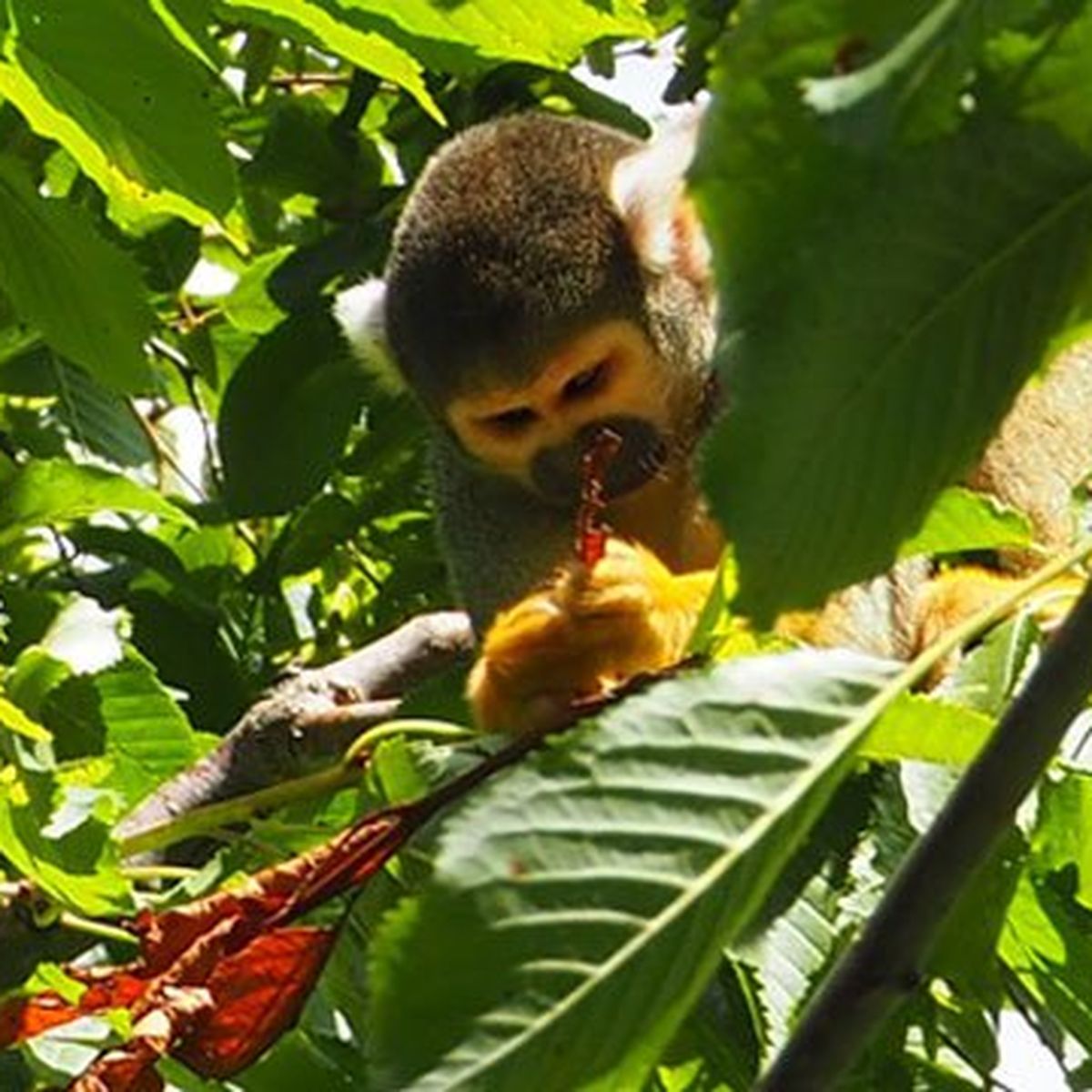 Les Allées des Petits Singes