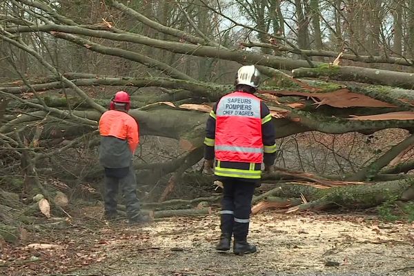 Près de 900 interventions ont été réalisées par les sapeurs-pompiers le 10 février lors du passage de la tempête Ciara en Alsace