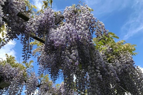 Les glycines sont en fleurs.