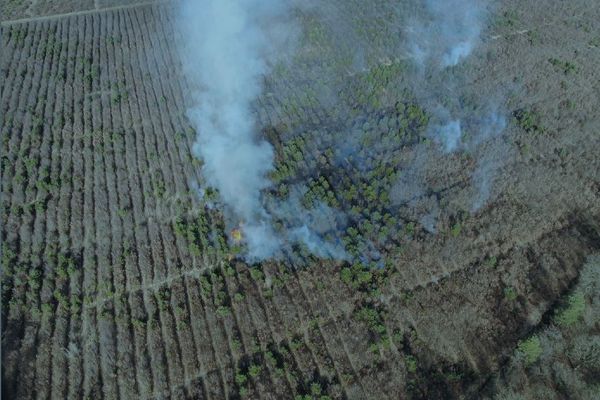 Le feu a pris dans la forêt d'Orléans, à Chilleurs-aux-Bois, le 07/03/2023