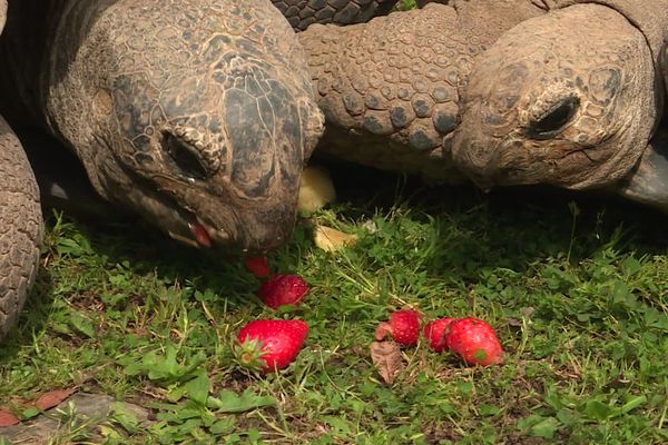 Sorède (Pyrénées-Orientales) - 2 têtes de tortues géantes de 240 kilos chacunes - 2020.