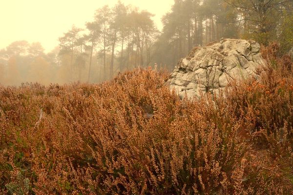 Clairière d'automne