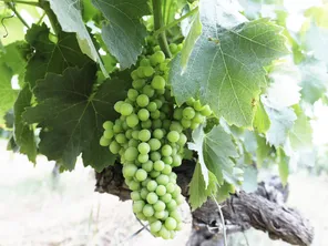 Ils étaient une quarantaine de membres de la Confédération Paysanne et du syndicat vigneron Sud Revermont à manifester devant la maison de l'agriculture du Jura, à Champagnole.