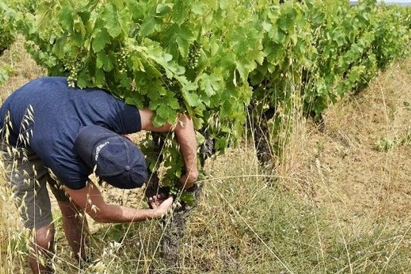 Dans une vigne de Pepieux, dans le Minervois.