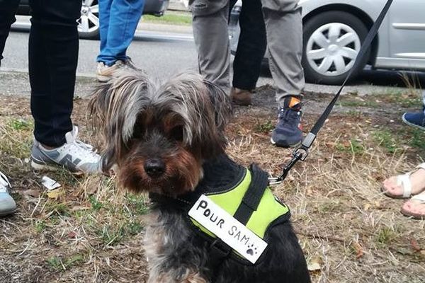 Plus d'une centaine de personnes et de chiens se sont rassemblés devant les colonnes Raynaud samedi 1er septembre, lieu où Sam a été retrouvé mort en juillet.